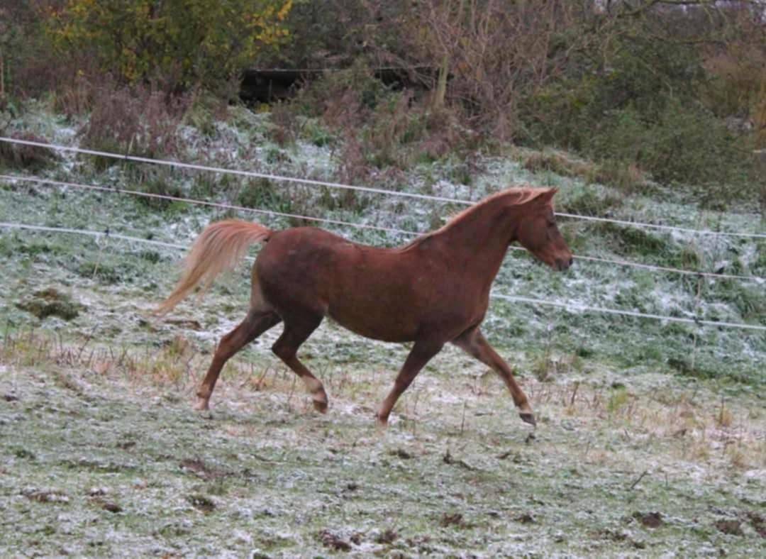 Yegua de ganader&iacute;a Welsh Poni (Secci&oacute;n B) En venta 2013 Alaz&aacute;n por Beschenhof Darwin