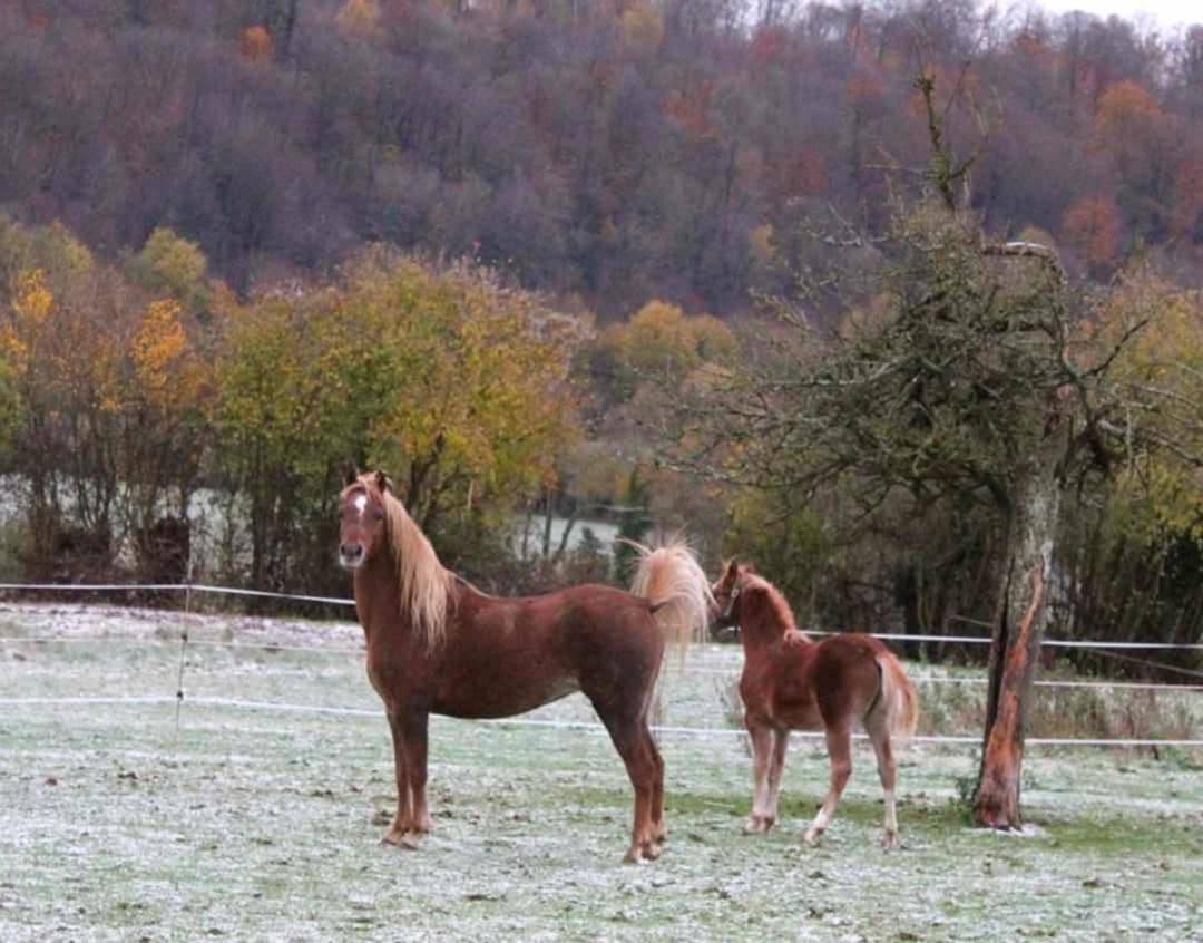 Yegua de ganader&iacute;a Welsh Poni (Secci&oacute;n B) En venta 2013 Alaz&aacute;n por Beschenhof Darwin
