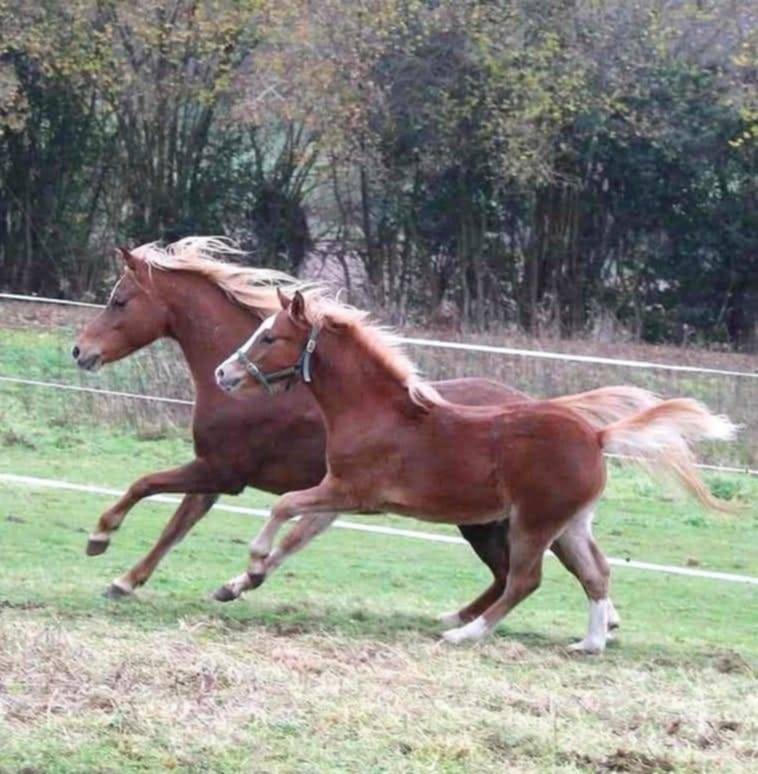 Yegua de ganader&iacute;a Welsh Poni (Secci&oacute;n B) En venta 2013 Alaz&aacute;n por Beschenhof Darwin