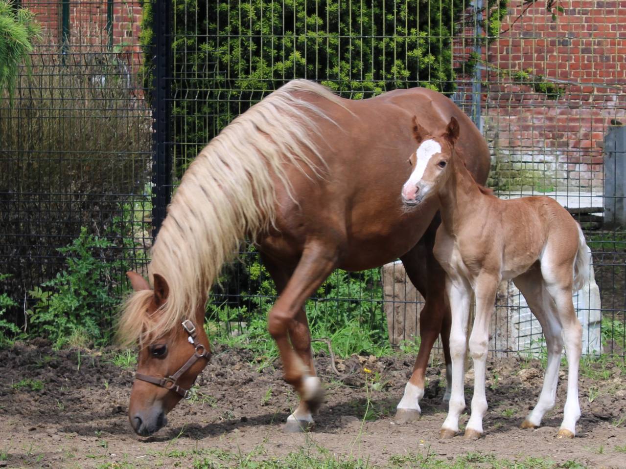 Yegua de ganader&iacute;a Welsh Poni (Secci&oacute;n B) En venta 2013 Alaz&aacute;n por Beschenhof Darwin