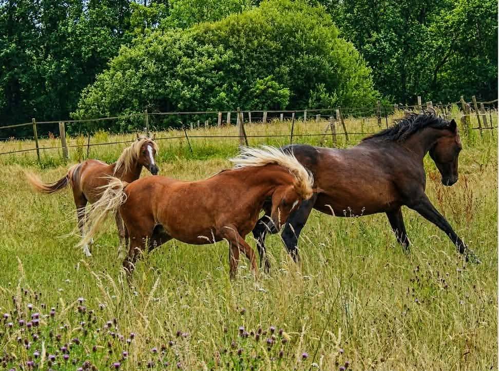 Yegua de ganader&iacute;a Welsh Poni (Secci&oacute;n B) En venta 2013 Alaz&aacute;n por Beschenhof Darwin