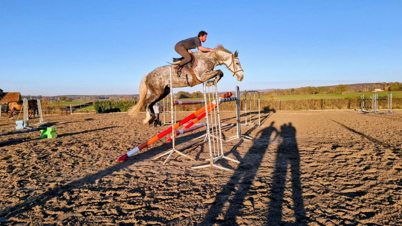 Yegua de ganader&iacute;a Zangersheide En venta 2014 Tordo