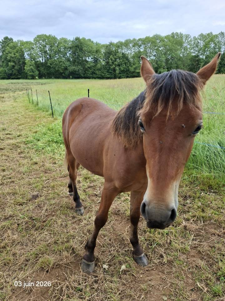 Caballo castrado New Forest En venta 2025 Bayo por LUX DU BOIS BOURDIN