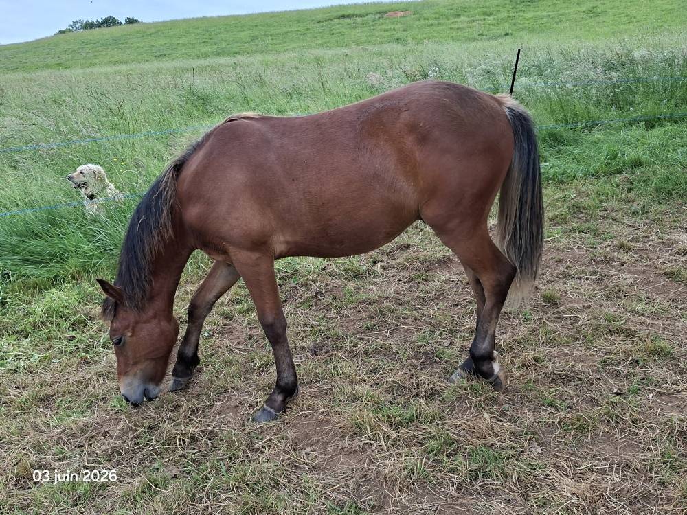 Caballo castrado New Forest En venta 2025 Bayo por LUX DU BOIS BOURDIN