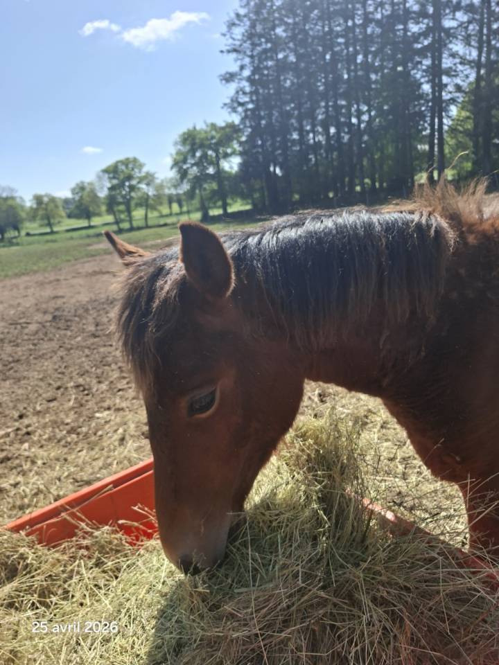 Caballo castrado New Forest En venta 2025 Bayo por LUX DU BOIS BOURDIN