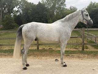 Caballo castrado Zangersheide En venta 2018 Tordo por CORNET OBOLENSKY