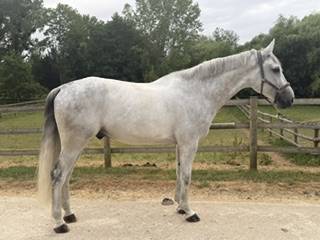 Caballo castrado Zangersheide En venta 2018 Tordo por CORNET OBOLENSKY