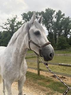 Caballo castrado Zangersheide En venta 2018 Tordo por CORNET OBOLENSKY