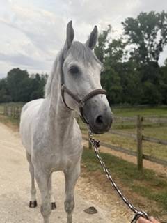 Caballo castrado Zangersheide En venta 2018 Tordo por CORNET OBOLENSKY