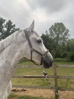 Caballo castrado Zangersheide En venta 2018 Tordo por CORNET OBOLENSKY