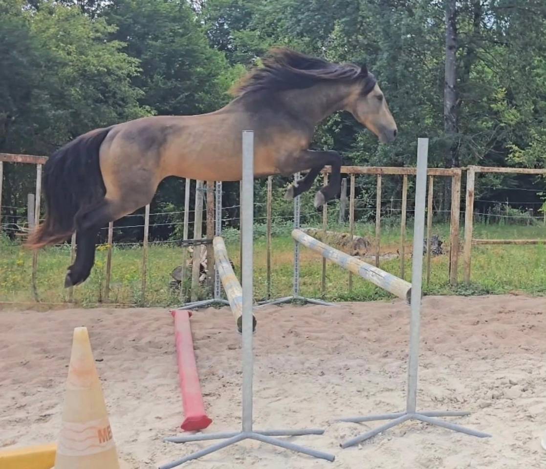 Semental Connemara En venta 2022 Isabelo por Magherafadd  lad IRL