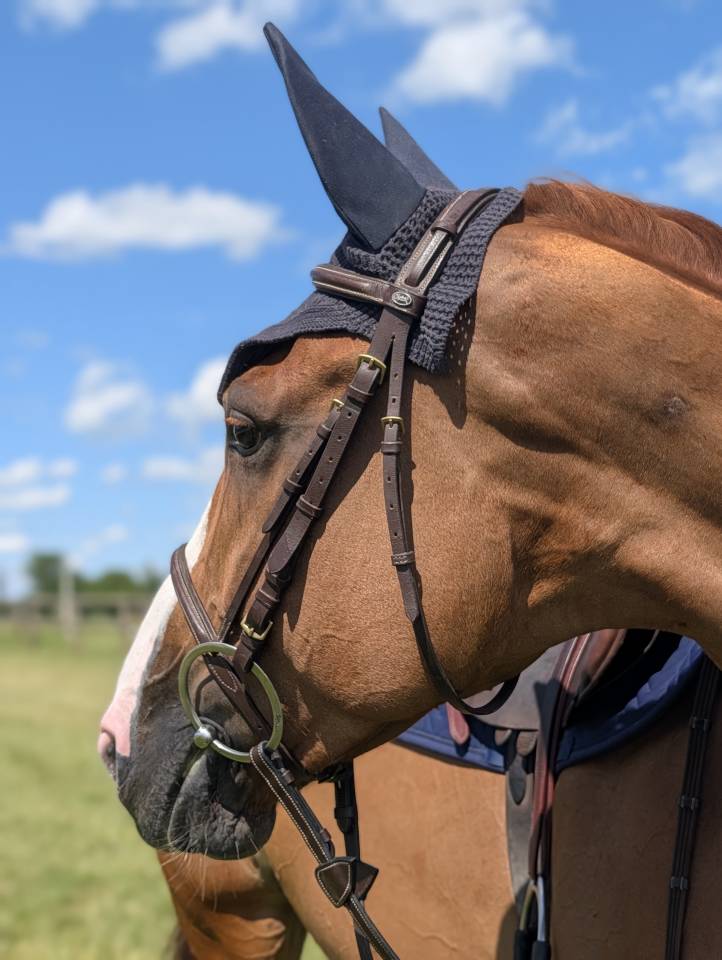 Yegua Silla Franc&eacute;s En venta 2019 Alaz&aacute;n tostado por NERVOSO SF