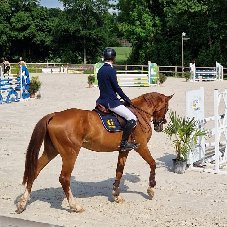 Yegua Silla Franc&eacute;s En venta 2019 Alaz&aacute;n tostado por NERVOSO SF