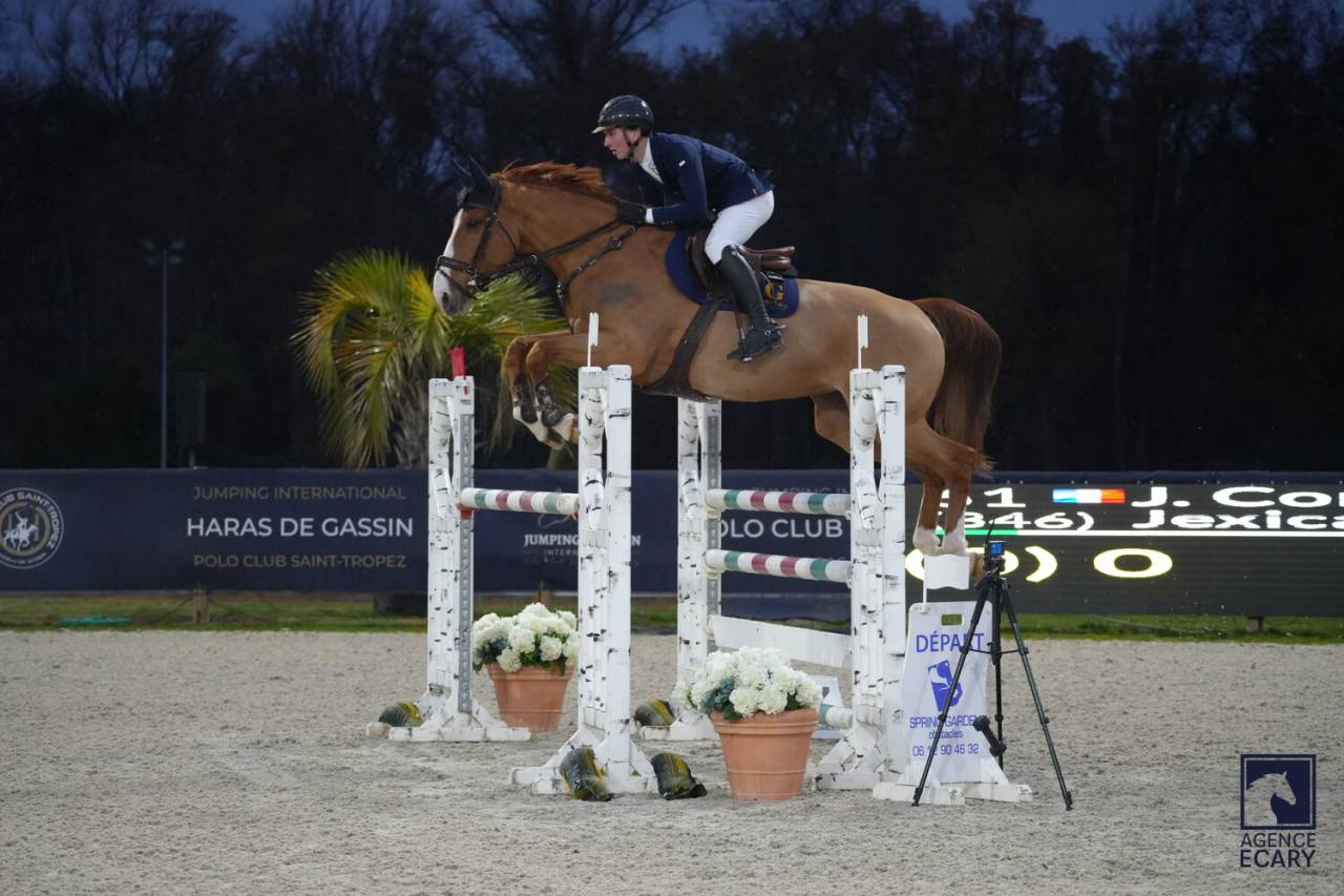 Yegua Silla Franc&eacute;s En venta 2019 Alaz&aacute;n tostado por NERVOSO SF