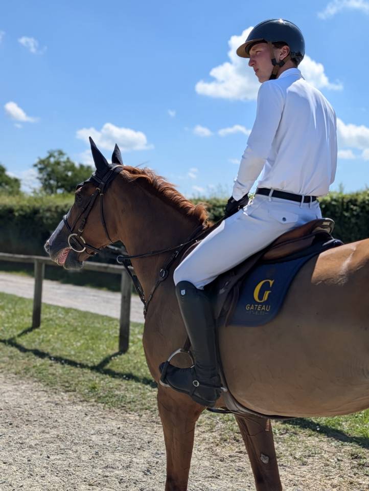 Yegua Silla Franc&eacute;s En venta 2019 Alaz&aacute;n tostado por NERVOSO SF