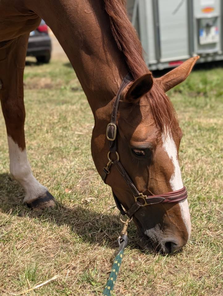 Yegua Silla Franc&eacute;s En venta 2019 Alaz&aacute;n tostado por NERVOSO SF