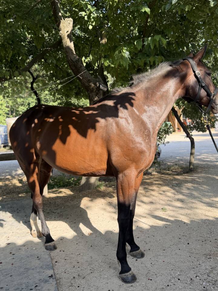 Yegua Silla Franc&eacute;s En venta 2021 Bayo por Carambole