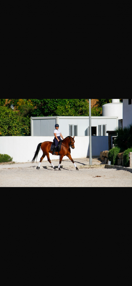 Caballo hispano&aacute;rabe 
