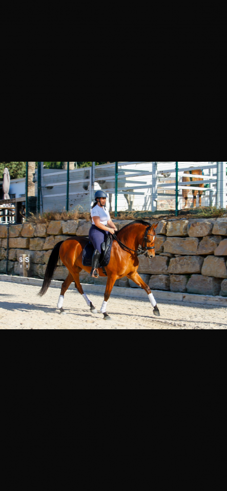 Caballo hispano&aacute;rabe 