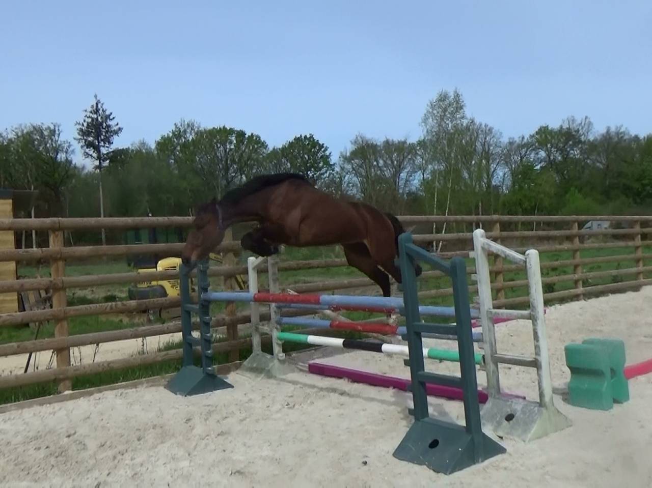 Caballo castrado Silla Franc&eacute;s En venta 2022 Bayo por DOLLAR DU ROUET, SF