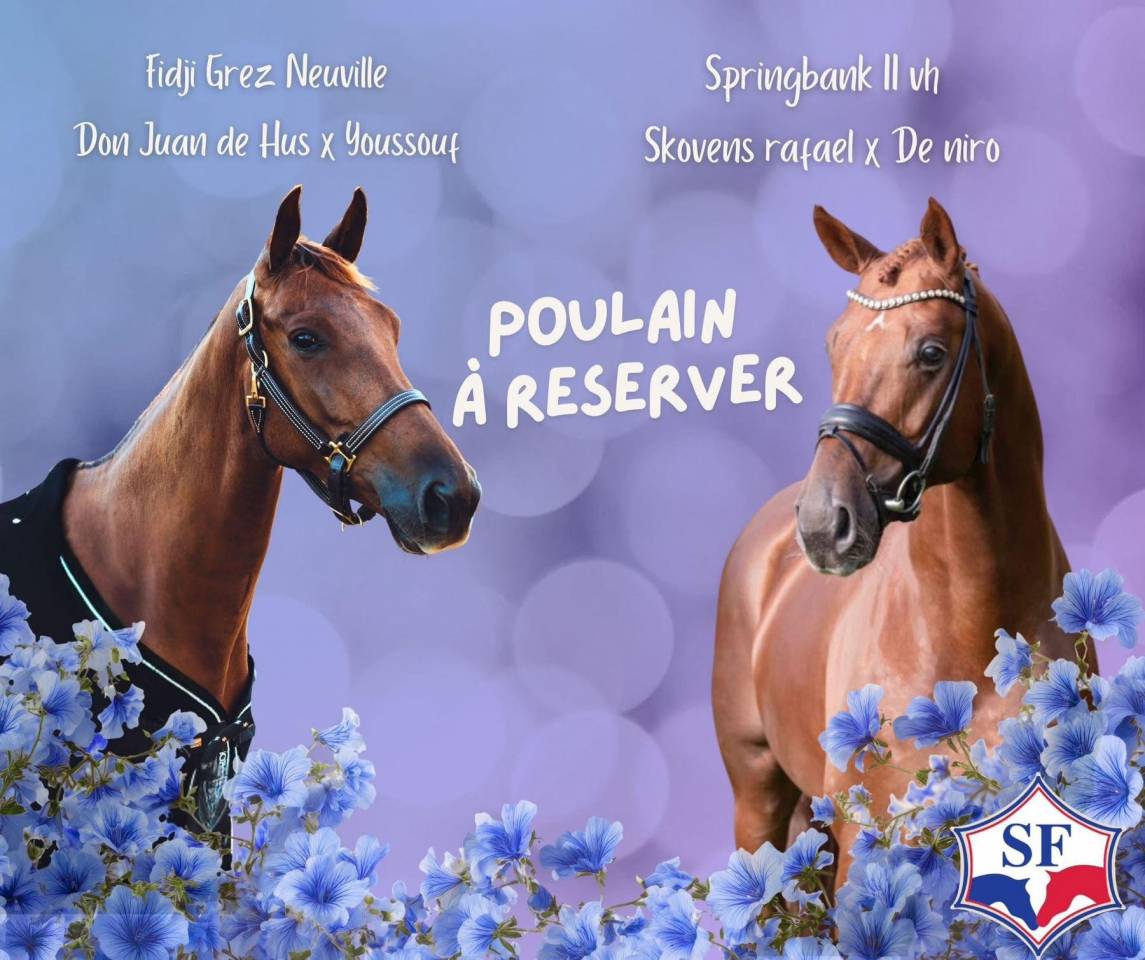 Potranca Silla Franc&eacute;s En venta 2026 Alaz&aacute;n por springbank ii vh