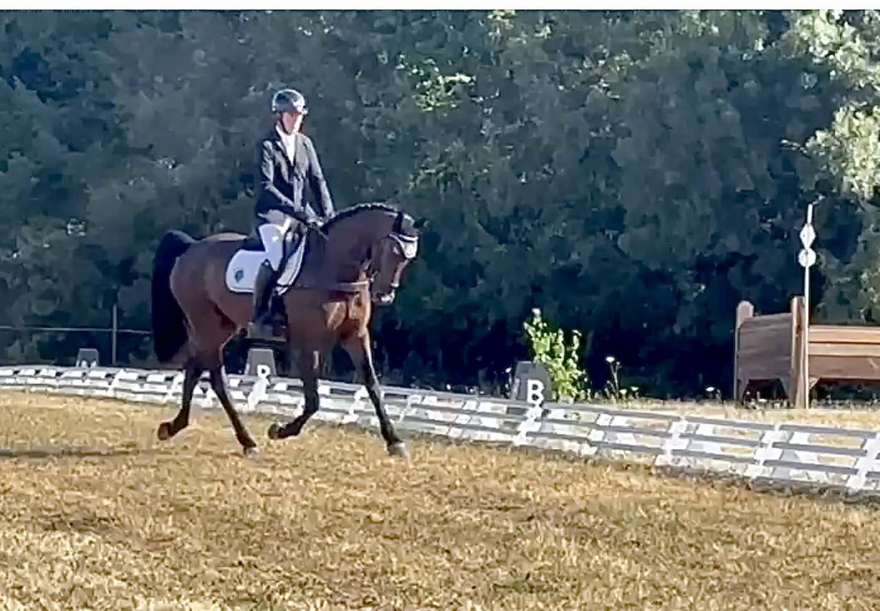Caballo castrado Hannoveriano En venta 2021 Bayo moreno