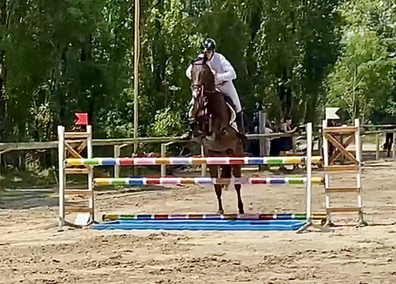 Caballo castrado Hannoveriano En venta 2021 Bayo moreno