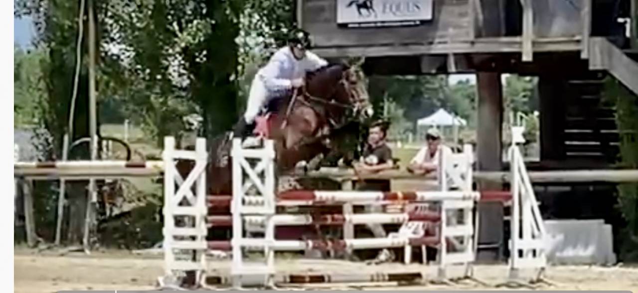 Caballo castrado Hannoveriano En venta 2021 Bayo moreno