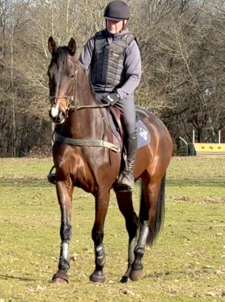 Caballo castrado Hannoveriano En venta 2021 Bayo moreno