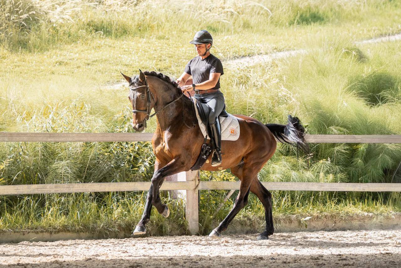 Yegua KWPN Caballo de Deporte Neerland&eacute;s En venta 2019 Bayo moreno