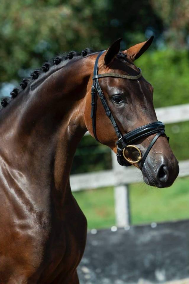 Yegua KWPN Caballo de Deporte Neerland&eacute;s En venta 2019 Bayo moreno