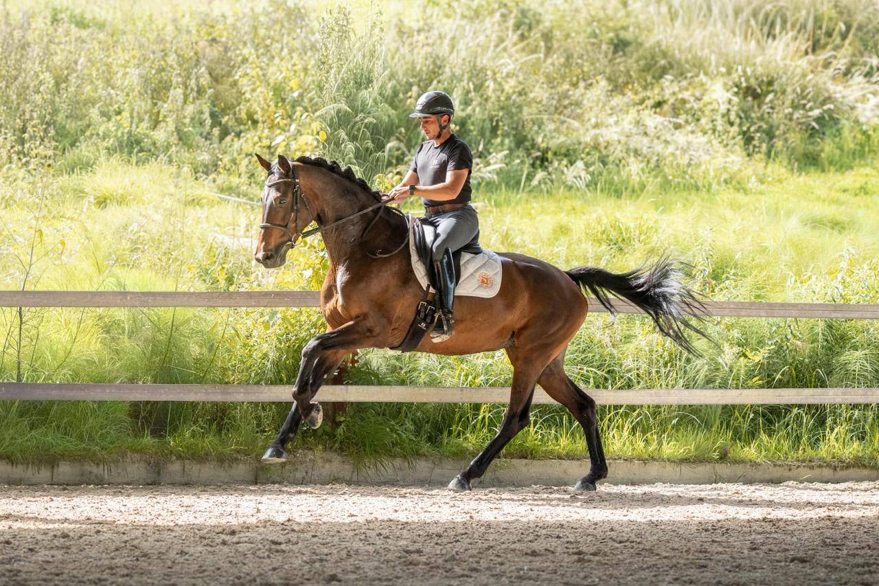 Yegua KWPN Caballo de Deporte Neerland&eacute;s En venta 2019 Bayo moreno