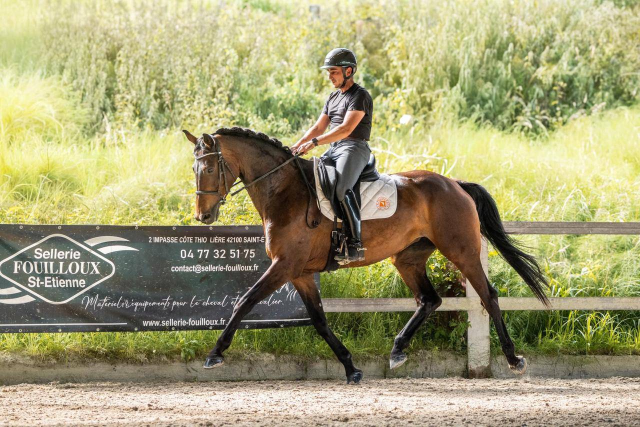 Yegua KWPN Caballo de Deporte Neerland&eacute;s En venta 2019 Bayo moreno