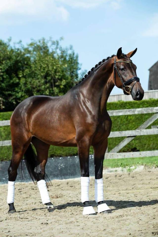 Yegua KWPN Caballo de Deporte Neerland&eacute;s En venta 2019 Bayo moreno