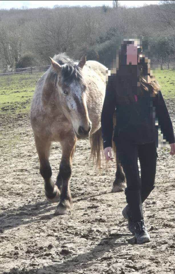 Caballo castrado Tiro Comtois En venta 2022 Otra capa