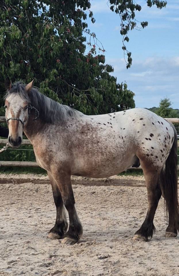 Caballo castrado Tiro Comtois En venta 2022 Otra capa
