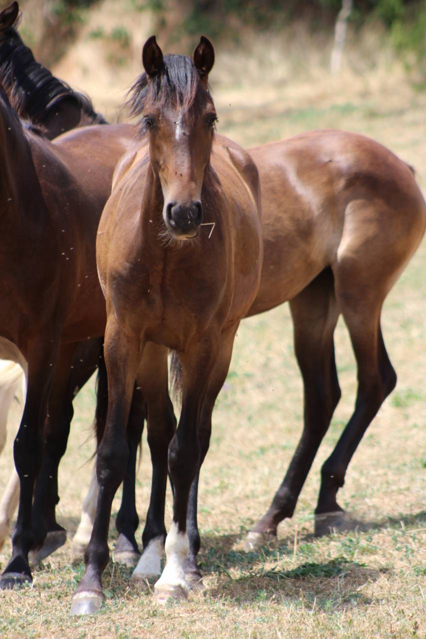 Caballo castrado PRE Pura Raza Espa&ntilde;ola En venta 2025 Bayo moreno