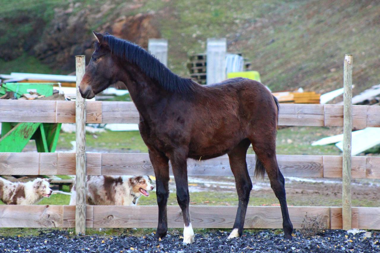Caballo castrado PRE Pura Raza Espa&ntilde;ola En venta 2025 Bayo moreno