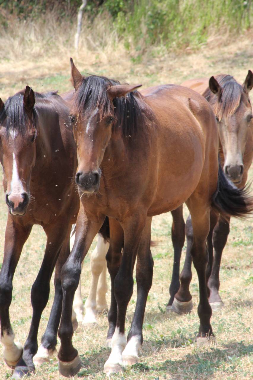 Caballo castrado PRE Pura Raza Espa&ntilde;ola En venta 2025 Bayo moreno