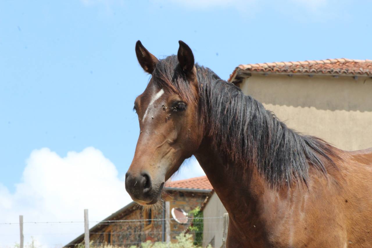 Caballo castrado PRE Pura Raza Espa&ntilde;ola En venta 2025 Bayo moreno