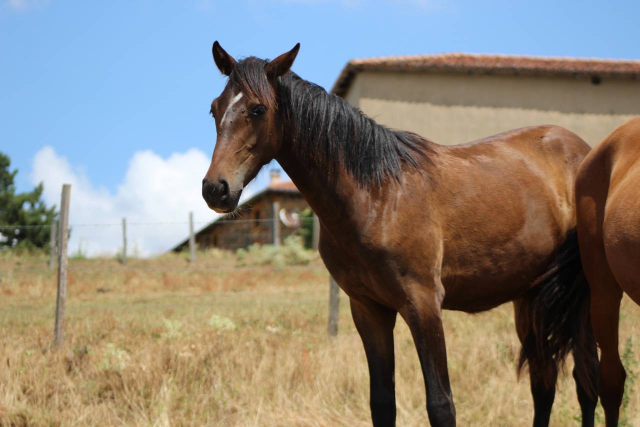 Caballo castrado PRE Pura Raza Espa&ntilde;ola En venta 2025 Bayo moreno
