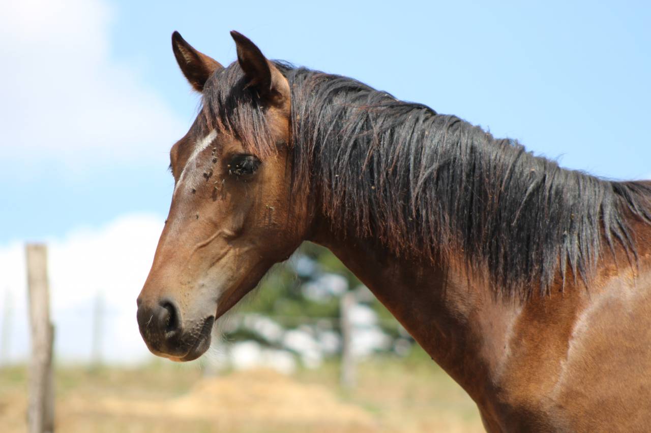 Caballo castrado PRE Pura Raza Espa&ntilde;ola En venta 2025 Bayo moreno