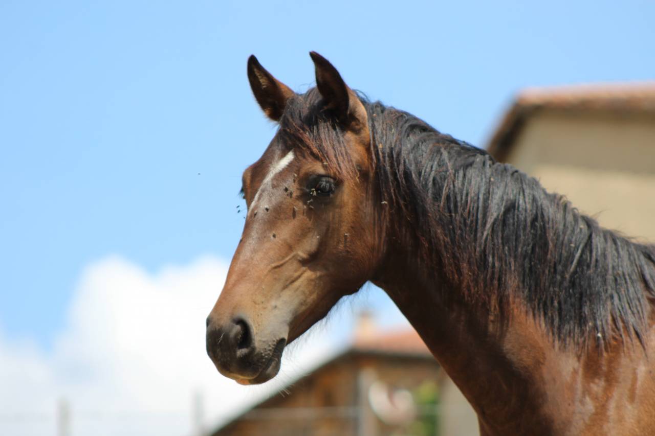 Caballo castrado PRE Pura Raza Espa&ntilde;ola En venta 2025 Bayo moreno