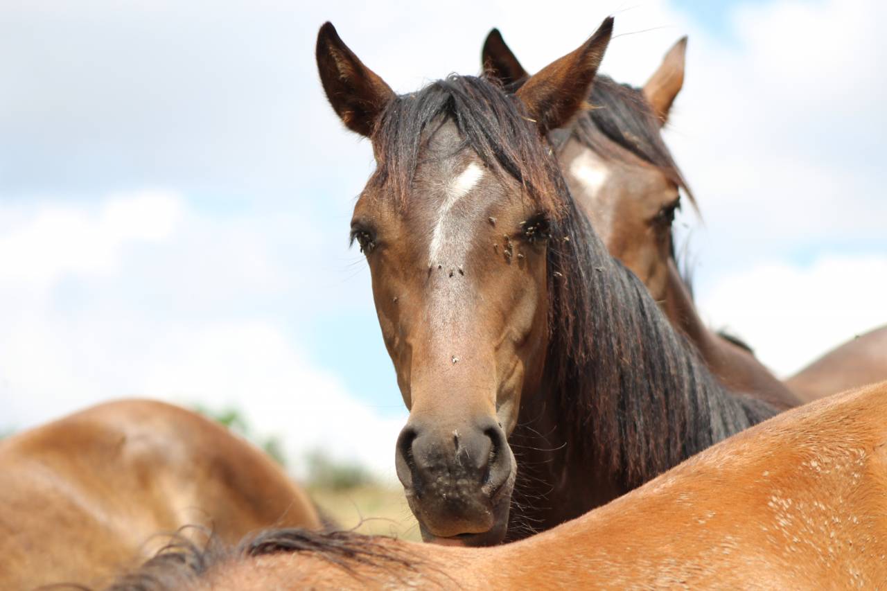 Caballo castrado PRE Pura Raza Espa&ntilde;ola En venta 2025 Bayo moreno