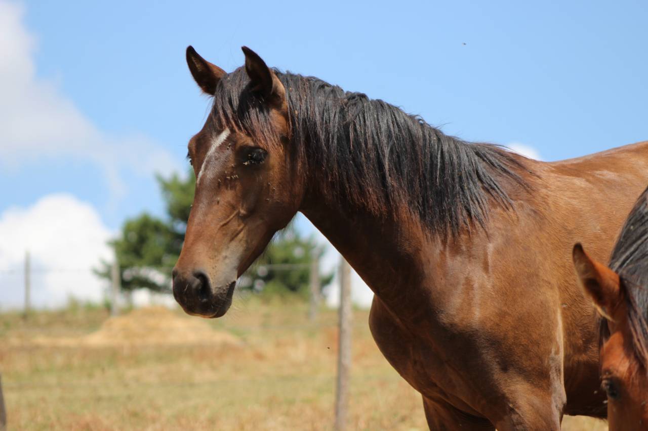 Caballo castrado PRE Pura Raza Espa&ntilde;ola En venta 2025 Bayo moreno