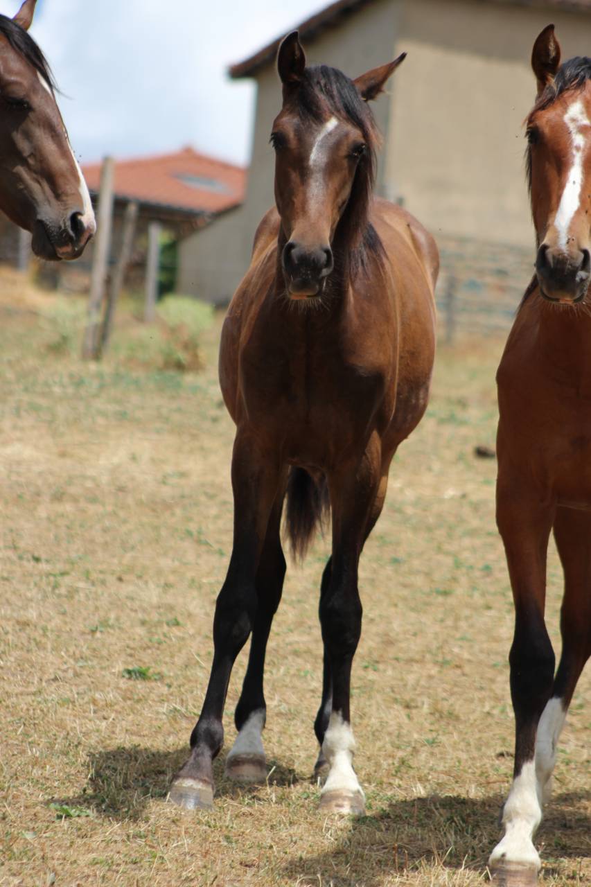 Caballo castrado PRE Pura Raza Espa&ntilde;ola En venta 2025 Bayo moreno