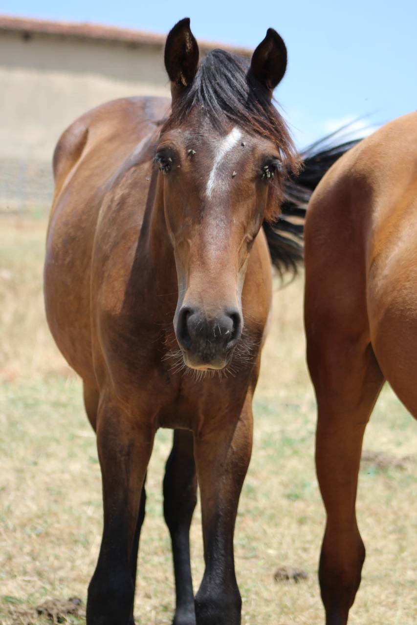 Caballo castrado PRE Pura Raza Espa&ntilde;ola En venta 2025 Bayo moreno