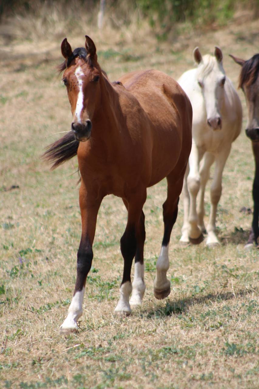 Caballo castrado PRE Pura Raza Espa&ntilde;ola En venta 2025 Bayo