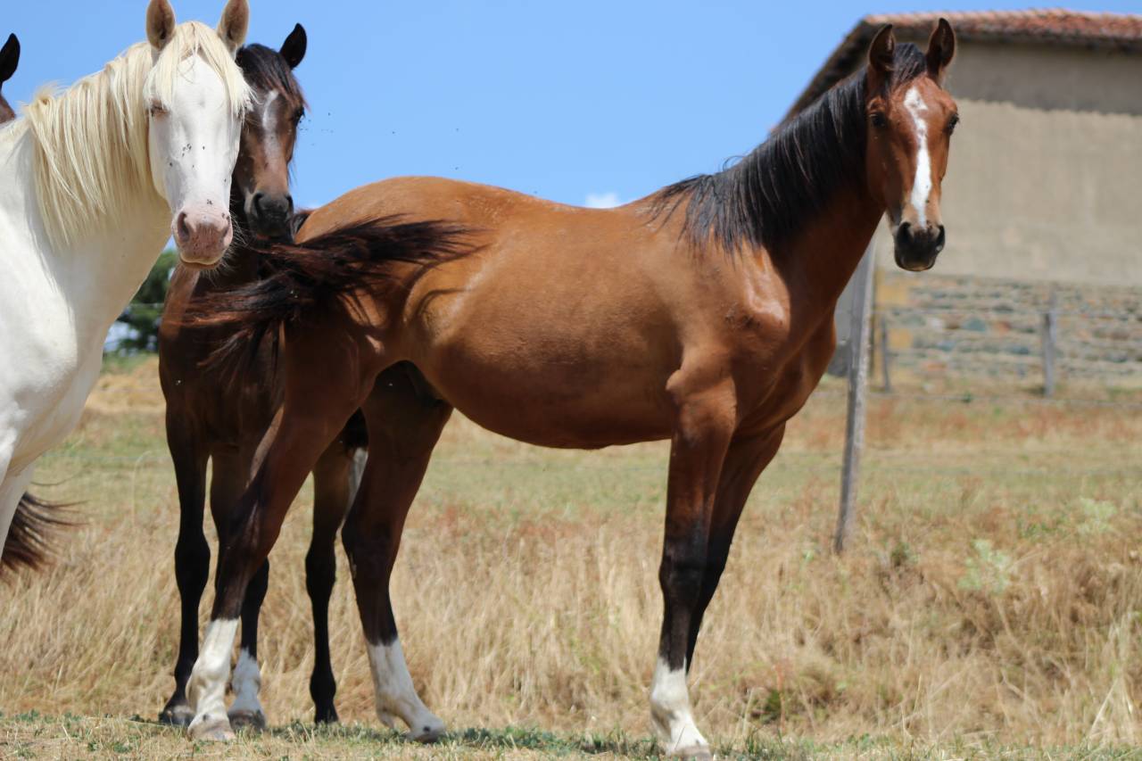 Caballo castrado PRE Pura Raza Espa&ntilde;ola En venta 2025 Bayo