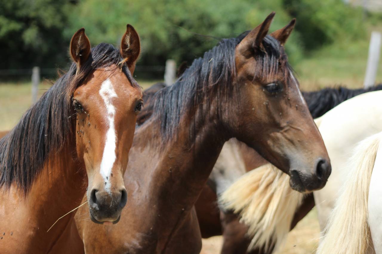 Caballo castrado PRE Pura Raza Espa&ntilde;ola En venta 2025 Bayo